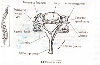 <p>cervical (superior view) </p>
