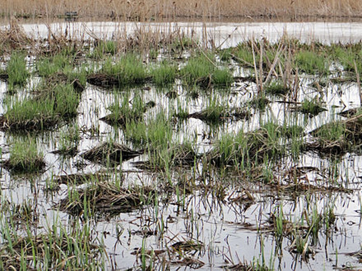<p>Zagrożone siedliska otwarte i leśne to</p>
