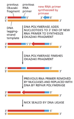 <ul><li><p>REQUIRES MULTIPLE ENZYMES!</p></li><li><p>ONCE DNA POLYMERASE COMPLETES A SEGMENT:</p><ul><li><p>NUCLEASE REMOVES THE RNA PRIMER</p></li><li><p>REPAIR DNA POLYMERASE REPLACES THE RNA WITH DNA</p></li><li><p>DNA LIGASE SEALS THE NICK </p></li></ul></li></ul><p></p>