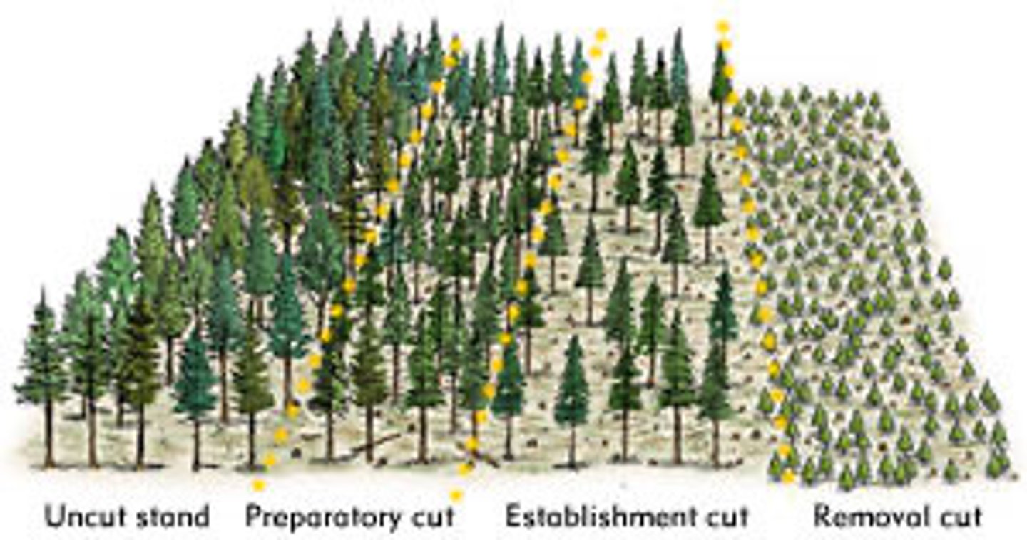 <p>- Planting a site</p><p>- Felling the trees when reached maturity</p><p>- Takes 8-20 years</p>