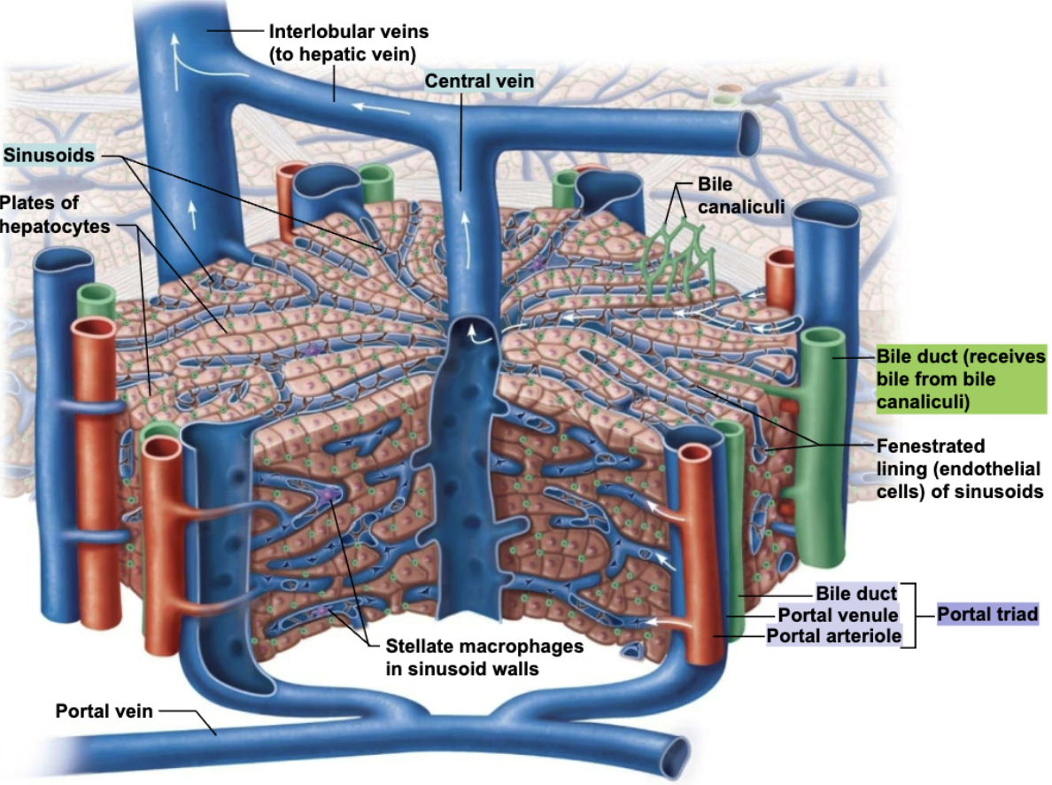 <p><strong>A bile duct along with a portal venule and arteriole → </strong>the blood vessels provide blood flow to the lobule and the bile duct drains bile.</p>