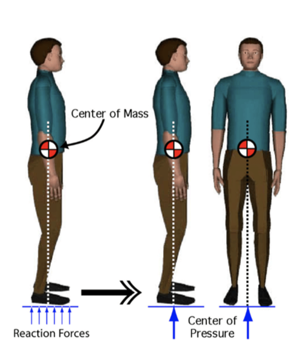 <p>COP and COM are continually in motion and rarely aligned</p>