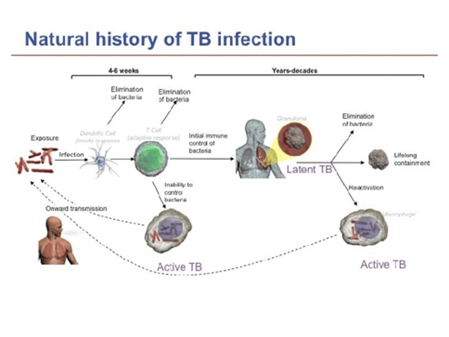 <p>- Persistent, lasts many weeks to years</p><p>- Monocytes, macrophages, and lymphocytes are more involved</p><p>- Formation of granulomas and scarring: Wall it off</p>