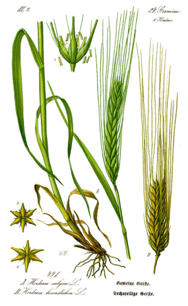 <p>hollow from the 'knees' to the ground; parrallel venation, open sheath on round stem</p>
