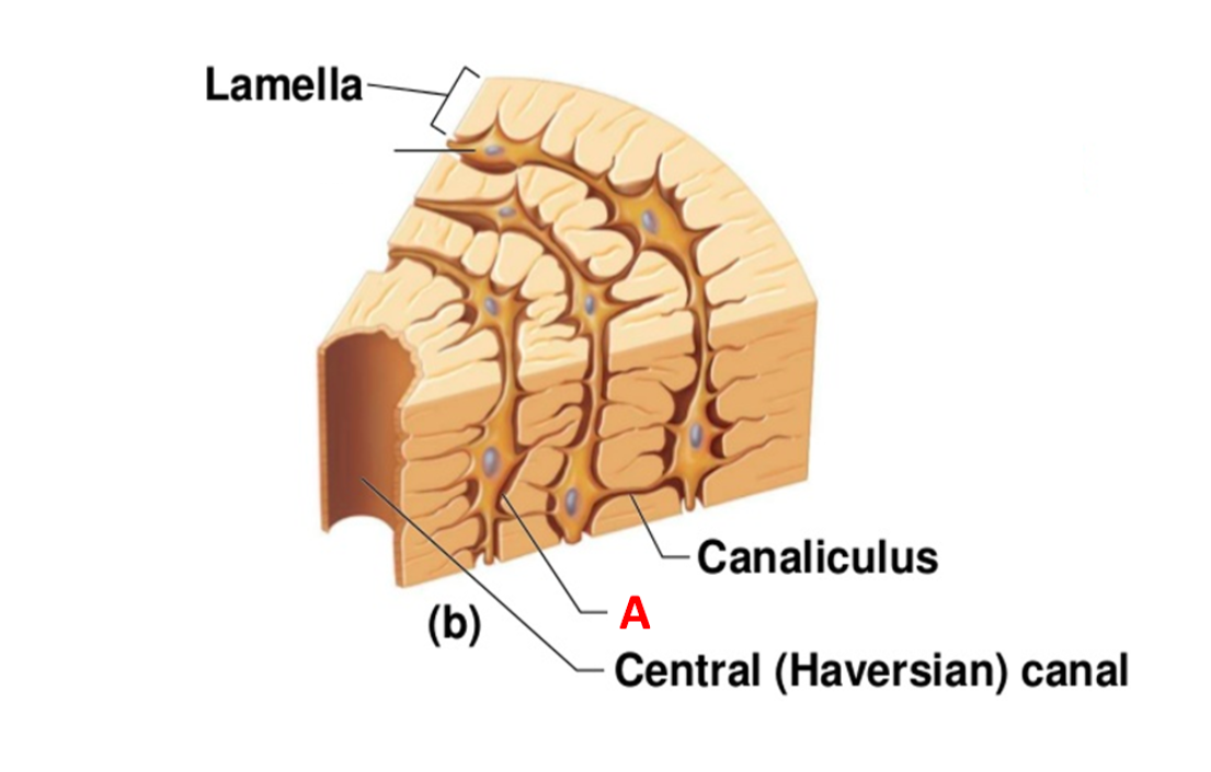 <ul><li><p>connections between lacunae</p></li></ul><p></p>