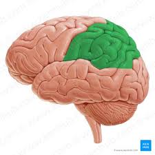 <p>parietal</p>