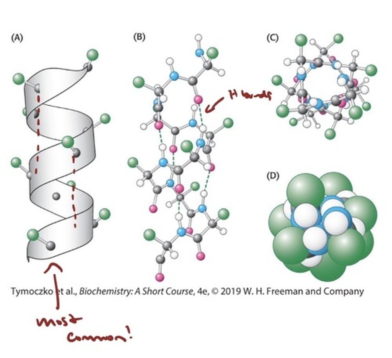<p>- a Coiled Structure Stabilized</p><p>by Intrachain Hydrogen Bonds</p><p>- The α helix is a tightly coiled structure, with the R groups</p><p>bristling out from the axis of the helix</p><p>- The CO group of each amino acid forms a hydrogen bond with the NH group of the amino acid that is situated four residues ahead in the sequence (i + 4)</p><p>- All of the backbone CO and NH groups form hydrogen bonds except those at the end of the helix.</p><p>- all found are right handed</p>