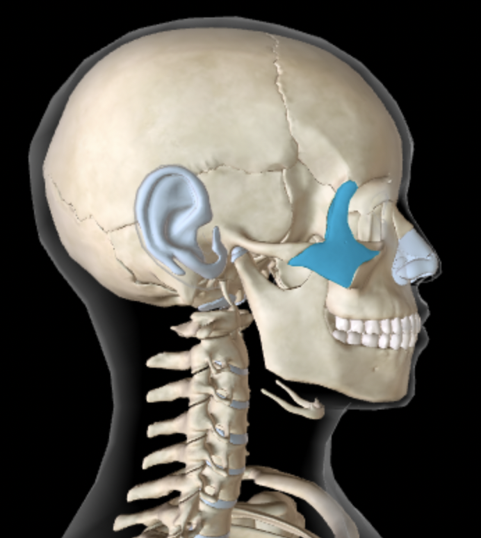 <p>Which bone is this?</p>