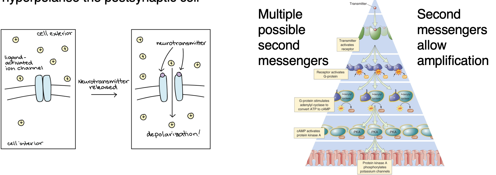 <ul><li><p>Ligand-gated ion channels (inotropic receptors): directly depolarise or hyperpolarise the postsynaptic cell. </p></li><li><p>G-protein-coupled receptors (metabotropic receptors): more complex effects. Multiple possible second messengers which allow amplification. </p></li></ul><p></p>