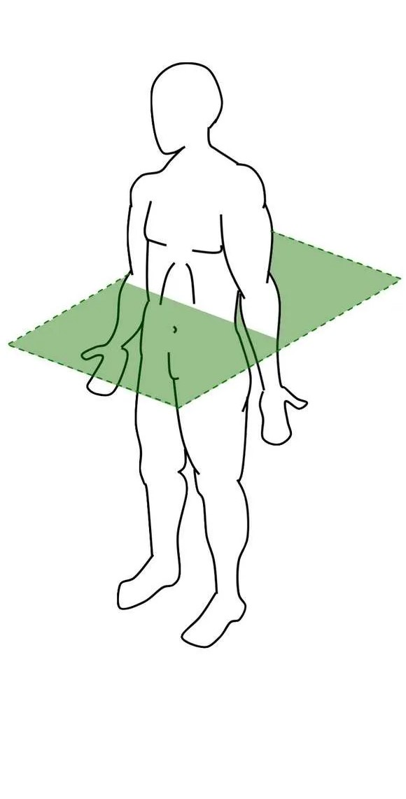 <p>divides the body into upper and lower portions</p>