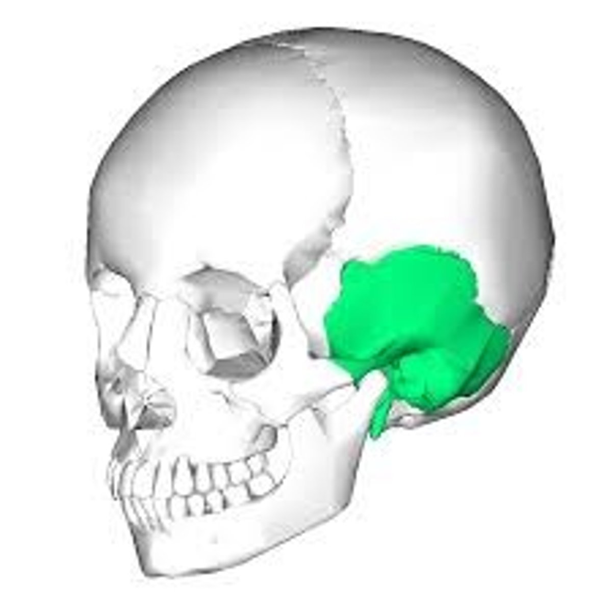 <p>Cranial bone (2)</p>