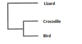 <p>phylogenetic</p>