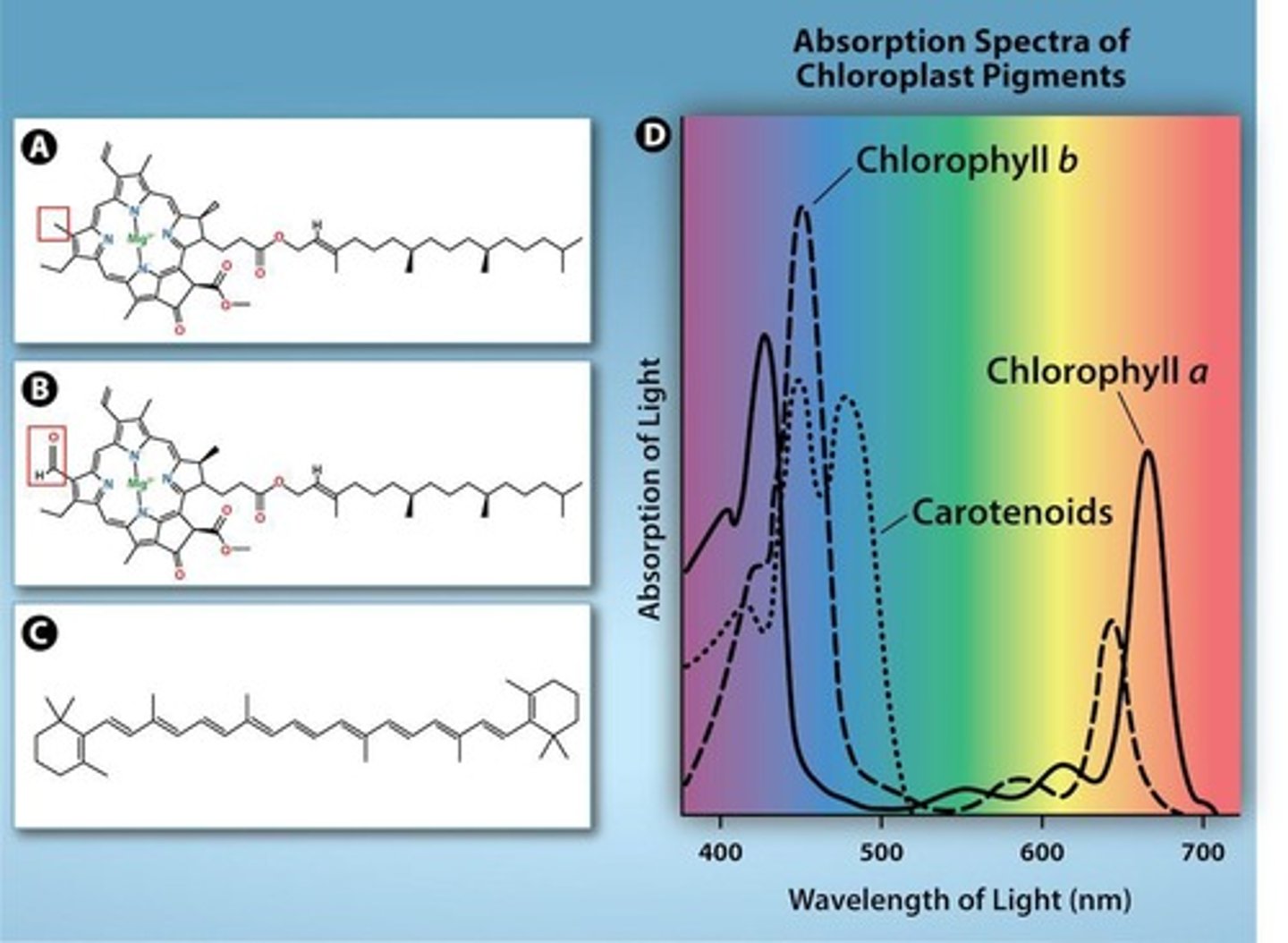 <p>Primary pigment absorbing light for photosynthesis.</p>