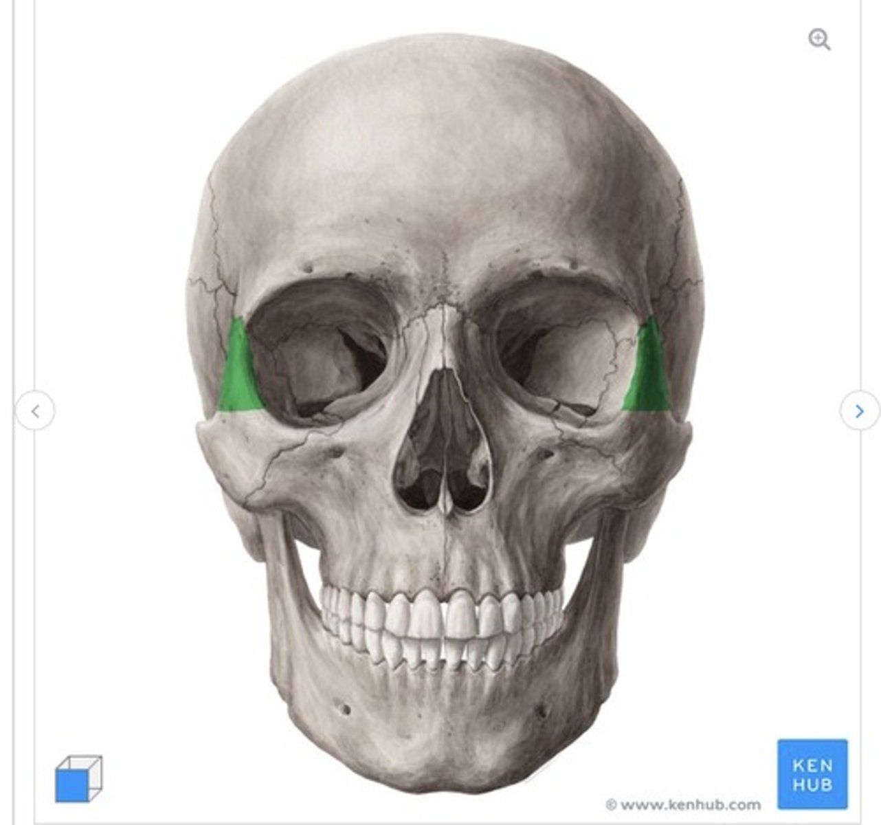 <p>what is this called and what bone is it on?</p>