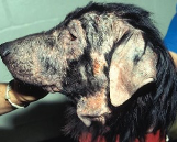 <p><strong><span>Sarcoptes Scabiei</span></strong></p><p></p><p><span><span>-</span></span><span style="font-family: "Times New Roman"; line-height: normal; font-size: 7pt;"><span>&nbsp;&nbsp;&nbsp;&nbsp;&nbsp;&nbsp;&nbsp; </span></span><span><span>Infection</span></span></p><p class="MsoListParagraphCxSpMiddle"><span style="font-family: "Courier New";"><span>o</span></span><span style="font-family: "Times New Roman"; line-height: normal; font-size: 7pt;"><span>&nbsp;&nbsp; </span></span><span><span>Direct contact from infected animal – shelter common place</span></span></p><p class="MsoListParagraphCxSpMiddle"><span style="font-family: "Courier New";"><span>o</span></span><span style="font-family: "Times New Roman"; line-height: normal; font-size: 7pt;"><span>&nbsp;&nbsp; </span></span><span><span>Very contagious</span></span></p><p class="MsoListParagraphCxSpMiddle"><span style="font-family: "Courier New";"><span>o</span></span><span style="font-family: "Times New Roman"; line-height: normal; font-size: 7pt;"><span>&nbsp;&nbsp; </span></span><span><span>Indirect infection also possible</span></span></p><p class="MsoListParagraphCxSpMiddle"><span><span>-</span></span><span style="font-family: "Times New Roman"; line-height: normal; font-size: 7pt;"><span>&nbsp;&nbsp;&nbsp;&nbsp;&nbsp;&nbsp;&nbsp; </span></span><span><span>How is it infected if on monthly ML + spinosad?</span></span></p><p class="MsoListParagraphCxSpMiddle"><span style="font-family: "Courier New";"><span>o</span></span><span style="font-family: "Times New Roman"; line-height: normal; font-size: 7pt;"><span>&nbsp;&nbsp; </span></span><span><u><span>Ivermectin</span></u><span> only </span></span><span style="background-color: yellow;"><span>works on sarcoptes at high dose (risky</span></span><span><span>)</span></span></p><p class="MsoListParagraphCxSpMiddle"><span style="font-family: "Courier New";"><span>o</span></span><span style="font-family: "Times New Roman"; line-height: normal; font-size: 7pt;"><span>&nbsp;&nbsp; </span></span><span><u><span>Spinosad</span></u><span> – effective against </span></span><span style="background-color: yellow;"><span>fleas</span></span><span><span>, not mites</span></span></p><p class="MsoListParagraphCxSpMiddle"><span style="font-family: "Courier New";"><span>o</span></span><span style="font-family: "Times New Roman"; line-height: normal; font-size: 7pt;"><span>&nbsp;&nbsp; </span></span><span><strong><span>Contraindicated to admin – spinosad with high doses of ivermectin.</span></strong></span></p><p class="MsoListParagraphCxSpMiddle"><span><span>-</span></span><span style="font-family: "Times New Roman"; line-height: normal; font-size: 7pt;"><span>&nbsp;&nbsp;&nbsp;&nbsp;&nbsp;&nbsp;&nbsp; </span></span><span><span>Where to do skin scrape?</span></span></p><p class="MsoListParagraphCxSpMiddle"><span style="font-family: "Courier New";"><span>o</span></span><span style="font-family: "Times New Roman"; line-height: normal; font-size: 7pt;"><span>&nbsp;&nbsp; </span></span><span><span>Ear margins, elbows, hocks – hard to find</span></span></p><p class="MsoListParagraphCxSpLast"><span style="font-family: "Courier New";"><span>o</span></span><span style="font-family: "Times New Roman"; line-height: normal; font-size: 7pt;"><span>&nbsp;&nbsp; </span></span><span><span>Skin lesions – caused by hypersensitivity reaction, often scrape negative</span></span></p><p class="MsoListParagraphCxSpLast"></p><p class="MsoListParagraphCxSpLast"><span><span>-</span></span><span style="font-family: "Times New Roman"; line-height: normal; font-size: 7pt;"><span>&nbsp;&nbsp;&nbsp;&nbsp;&nbsp;&nbsp;&nbsp; </span></span><span><span>Faeces + enzymes secreted by parasites stimulate hypersensitivity reaction, responsible for skin lesions – intense pruritus, papules, erythema</span></span></p><p class="MsoListParagraphCxSpMiddle"><span><span>-</span></span><span style="font-family: "Times New Roman"; line-height: normal; font-size: 7pt;"><span>&nbsp;&nbsp;&nbsp;&nbsp;&nbsp;&nbsp;&nbsp; </span></span><span><span>Dx methods</span></span></p><p class="MsoListParagraphCxSpMiddle"><span style="font-family: "Courier New";"><span>o</span></span><span style="font-family: "Times New Roman"; line-height: normal; font-size: 7pt;"><span>&nbsp;&nbsp; </span></span><span><span>Skin scrape – find mites and/or eggs</span></span></p><p class="MsoListParagraphCxSpMiddle"><span style="font-family: "Courier New";"><span>o</span></span><span style="font-family: "Times New Roman"; line-height: normal; font-size: 7pt;"><span>&nbsp;&nbsp; </span></span><span><span>Detect Ab by ELISA</span></span></p><p class="MsoListParagraphCxSpMiddle"><span style="font-family: "Courier New";"><span>o</span></span><span style="font-family: "Times New Roman"; line-height: normal; font-size: 7pt;"><span>&nbsp;&nbsp; </span></span><span><span>Response to Tx</span></span></p><p class="MsoListParagraphCxSpMiddle"><span style="font-family: "Courier New";"><span>o</span></span><span style="font-family: "Times New Roman"; line-height: normal; font-size: 7pt;"><span>&nbsp;&nbsp; </span></span><span><span>Pinnal-pedal reflex (poor specificity)</span></span></p><p class="MsoListParagraphCxSpMiddle"><span><span>-</span></span><span style="font-family: "Times New Roman"; line-height: normal; font-size: 7pt;"><span>&nbsp;&nbsp;&nbsp;&nbsp;&nbsp;&nbsp;&nbsp; </span></span><span><span>Tx –</span></span></p><p class="MsoListParagraphCxSpMiddle"><span style="font-family: "Courier New";"><span>o</span></span><span style="font-family: "Times New Roman"; line-height: normal; font-size: 7pt;"><span>&nbsp;&nbsp; </span></span><span><span>ML (revolution, Advocate)</span></span></p><p class="MsoListParagraphCxSpLast"><span style="font-family: "Courier New";"><span>o</span></span><span style="font-family: "Times New Roman"; line-height: normal; font-size: 7pt;"><span>&nbsp;&nbsp; </span></span><span><span>afoxalaner (NG), or fluralaner (Bravecto)</span></span></p><p class="MsoListParagraphCxSpLast"><span><span>-</span></span><span style="font-family: "Times New Roman"; line-height: normal; font-size: 7pt;"><span>&nbsp;&nbsp;&nbsp;&nbsp;&nbsp;&nbsp;&nbsp; </span></span><span><span>Sig for humans?</span></span></p><p class="MsoListParagraphCxSpLast"><span style="font-family: "Courier New";"><span>o</span></span><span style="font-family: "Times New Roman"; line-height: normal; font-size: 7pt;"><span>&nbsp;&nbsp; </span></span><span><span>Contagious to humans, but won’t complete life cycle</span></span></p>