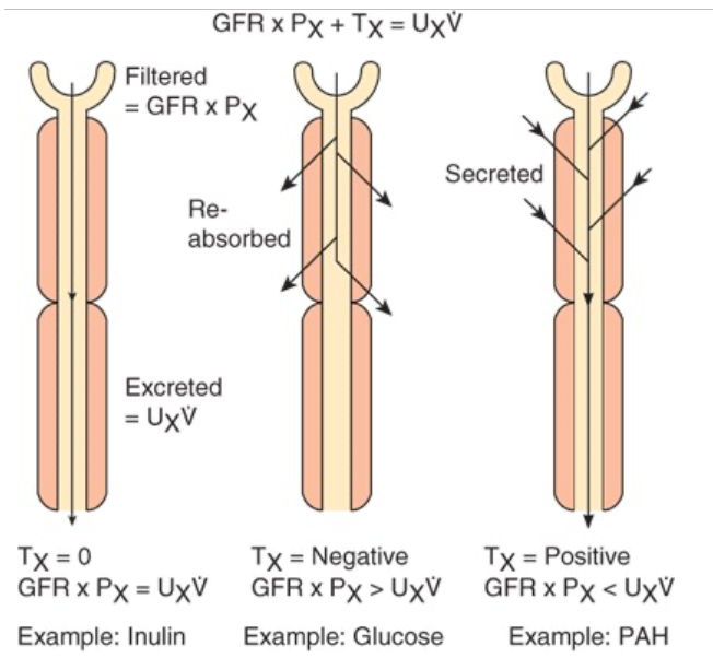 <ul><li><p><span>The amount of any substance (X) that is filtered is the product of the GFR and the plasma level of the substance (C<sub>In</sub>P<sub>x</sub>)</span></p></li><li><p><span>The tubular cells may add more of the substance to the filtrate (tubular secretion), may remove some or all of the substance from the filtrate (tubular reabsorption), or may do both</span></p></li><li><p><span>The amount of the substance excreted per unit of (U<sub>x</sub>V) time equals the amount filtered plus the net amount transferred by the tubules</span></p><ul><li><p><span>Amount filtered by the tubules represented by T<sub>x</sub></span></p></li></ul></li><li><p><span>Clearance of the substance equals the GFR if there is no net tubular secretion or reabsorption, exceeds the GFR if there is net tubular secretion, and is less than the GFR if there is net tubular reabsorption</span></p></li></ul><p></p>