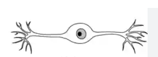 <p>-1 dendrite</p><p>-1 axon</p><p>-soma in middle</p><p>→ sensory neurons of 5 senses</p>