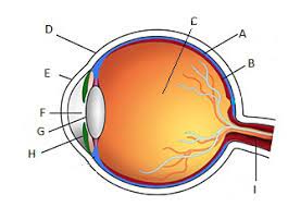 entrance of optic nerve