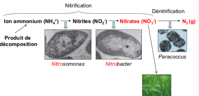 <p><span style="font-family: ArialMT">- Cycle de l’azote<br>- Molécules nitriques </span><span style="font-family: ArialMT; color: rgb(255, 0, 0)">nitrate et azote<br></span><span style="font-family: ArialMT">- Genres représentatifs :</span><strong><span style="font-family: ArialMT"> Nitrosomonas, Nitrobacter</span></strong></p>