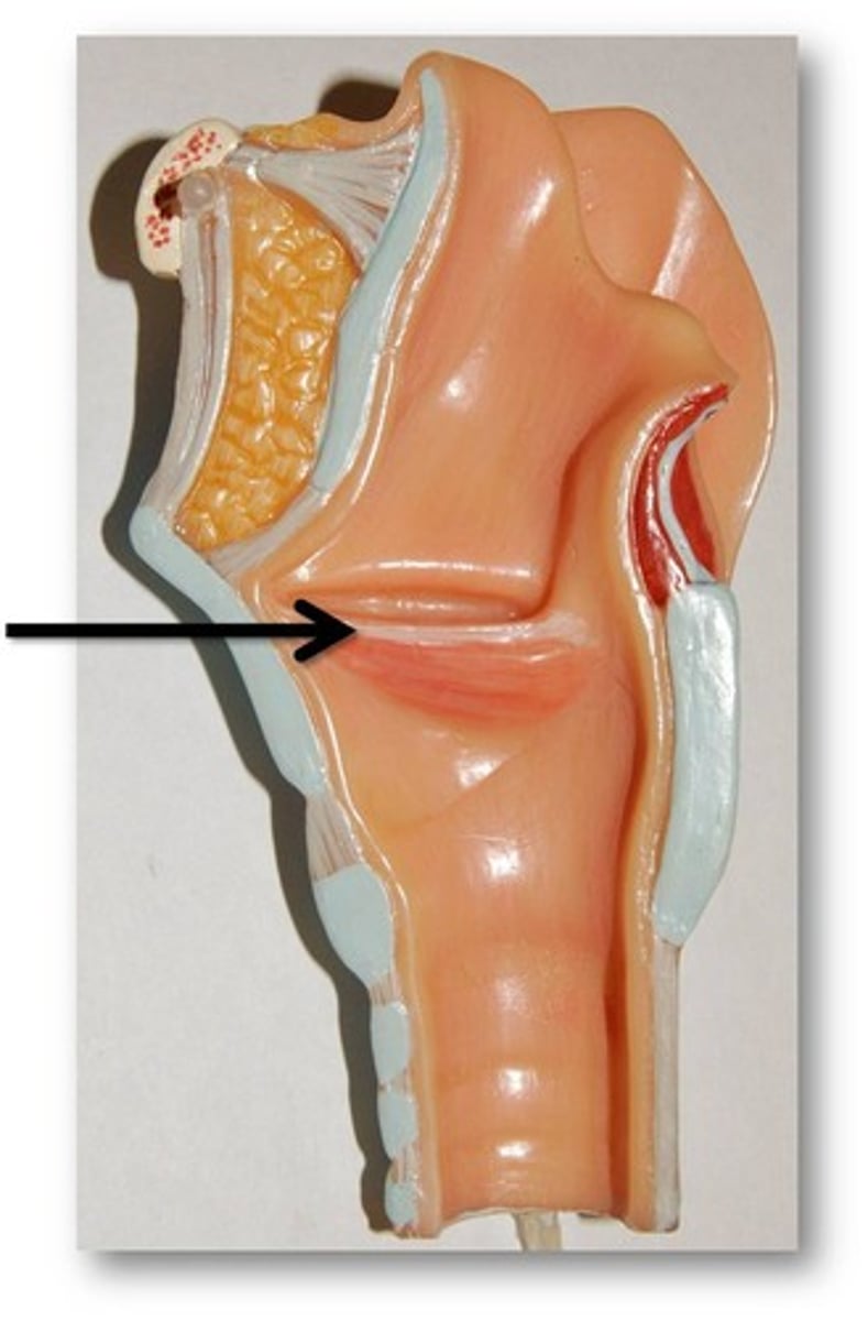 <p>Name the structure of the Larynx</p>