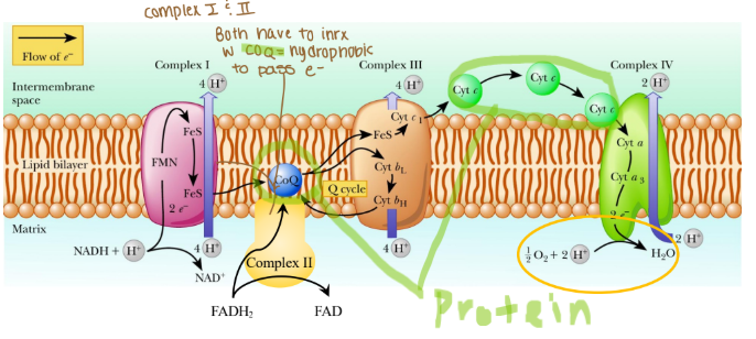 <p>Which proteins shuttle electrons between ETC complexes? </p>