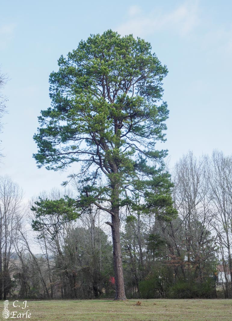 <p>Family:</p><p>Genus:</p><p>Species:</p><p>Common Name:</p>