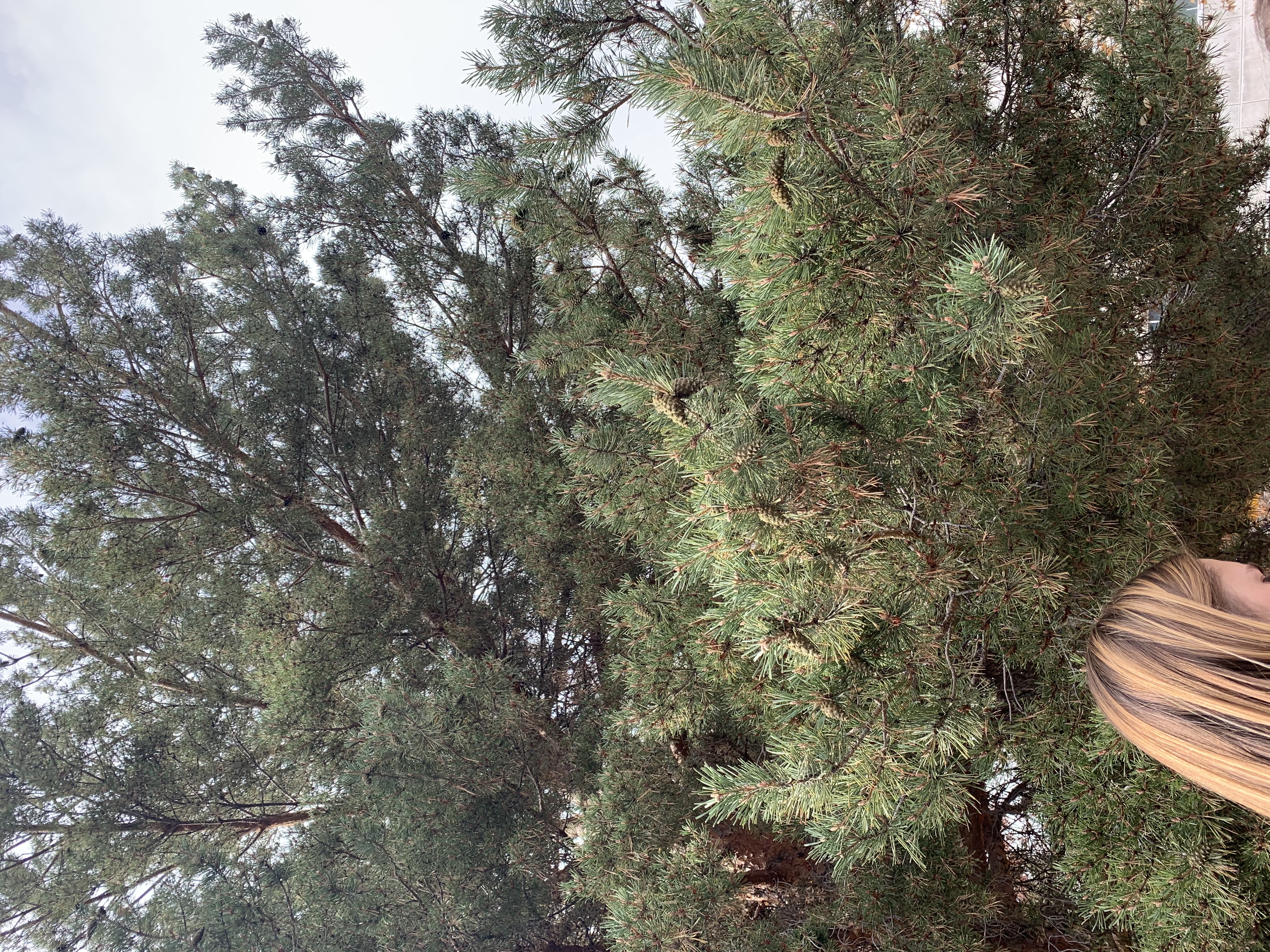 <p>zone 3</p><p>60’x40’</p><p>needles in 2s, butterscotch colored bark</p><p>specimen for bark, screen</p>