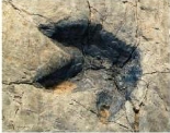 <p>form when sedimentation and mineralization preserve <strong>indirect </strong>evidence of an organism&nbsp;</p><p>Ex. Footprints, tracks, burrows, feeding marks, and feces</p>