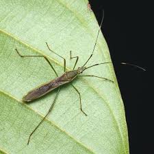 <p>What insect is this?</p>