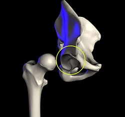 <p>Coxal Bone: Landmark</p>