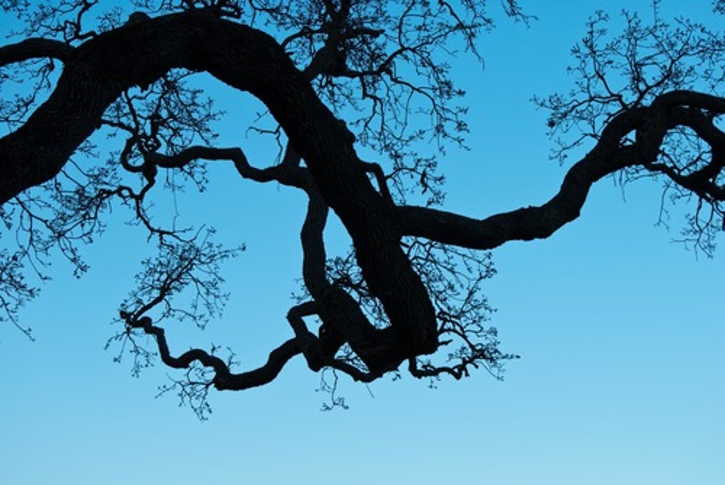 <p>cành cây, nhánh cây</p>