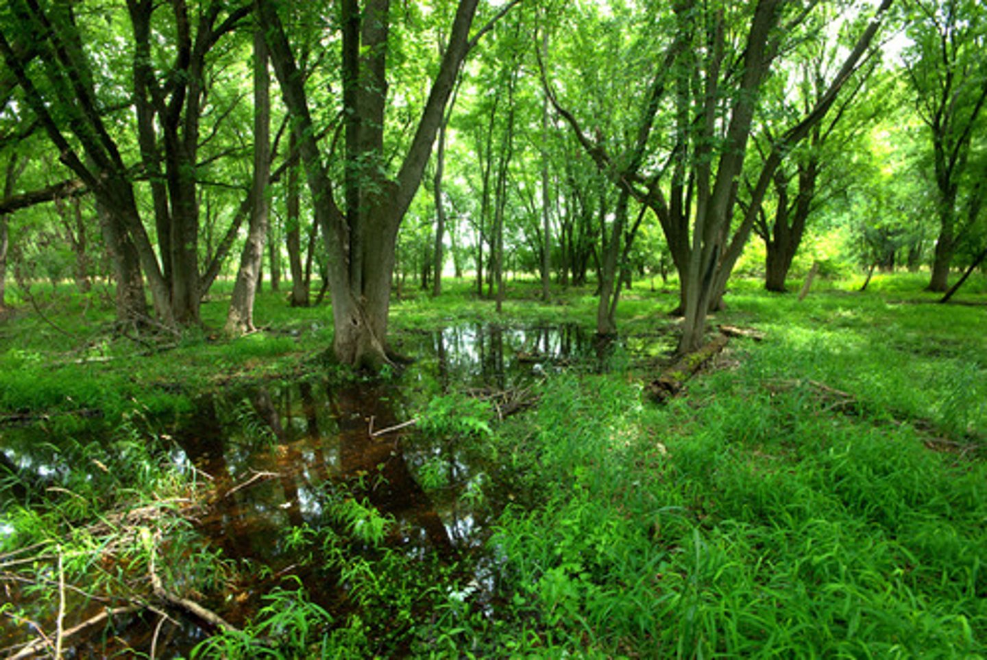 <p>Regularly found and restricted to a particular area or people.</p>