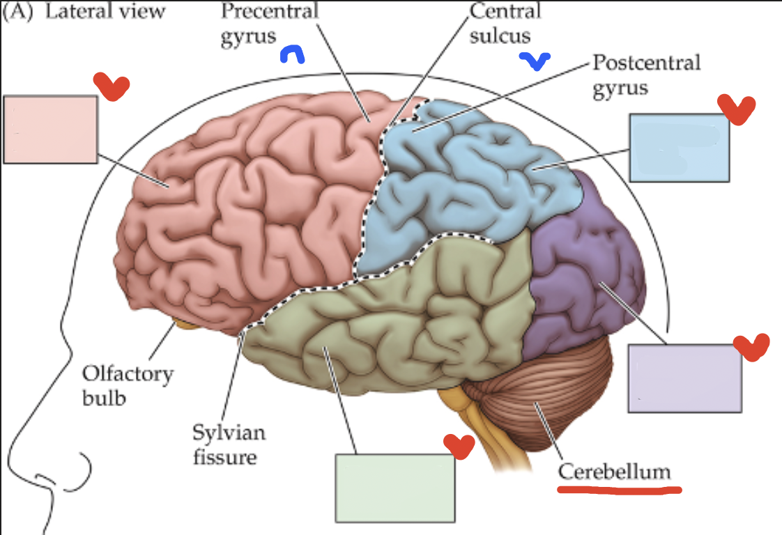 <p>Cortex: blue lobe</p>