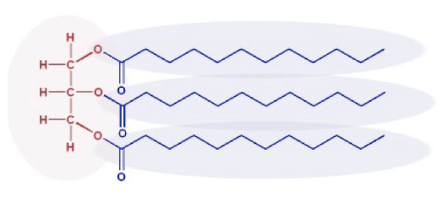 <p>glycerol + 3 fatty acid chains the tails/fatty acid chains are hydrophobic making lipids insoluble in water.</p>