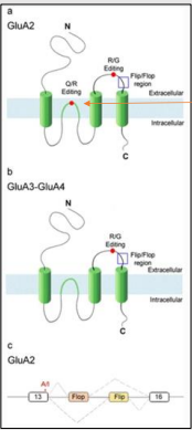 <p>The two RNA splicing isoforms are <strong>flip</strong> and <strong>flop</strong>. </p><p><strong>Flop</strong> has a <strong>faster desensitization rate</strong> and <strong>reduced current responses</strong> to glutamate compared to flip.</p>