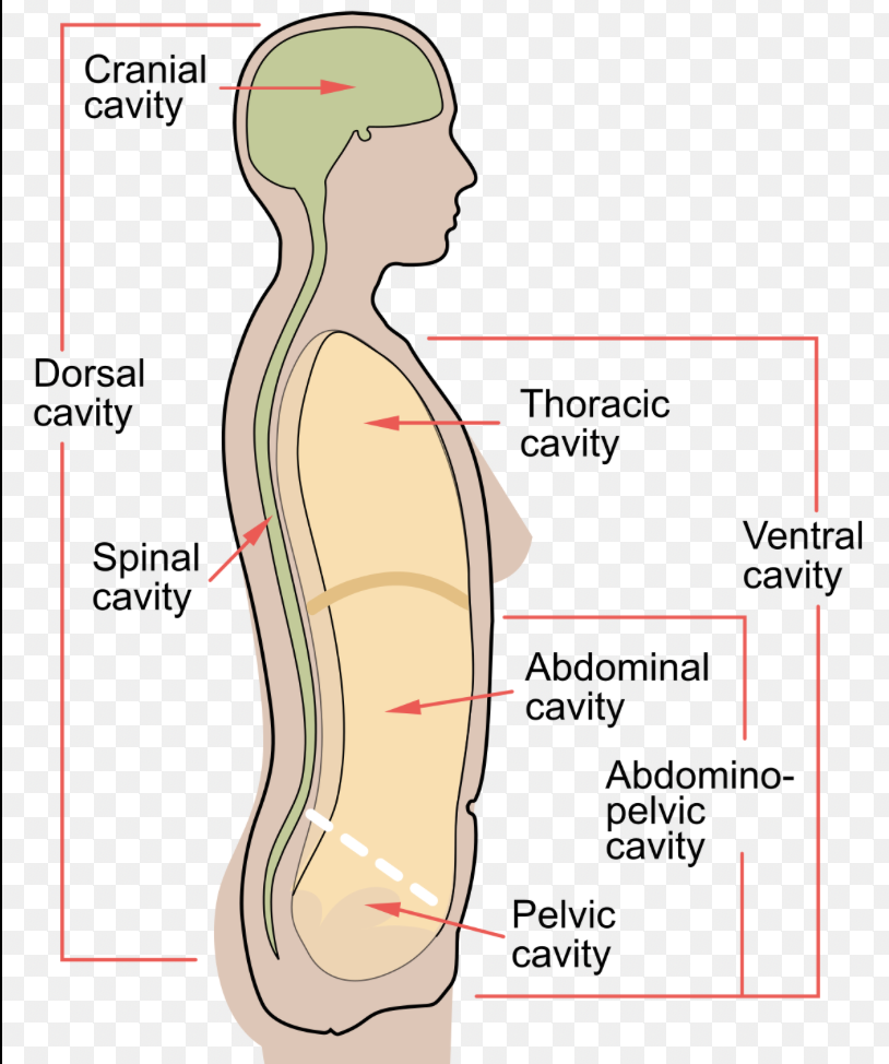 <p>spaces within the body that contain and protect special organs</p>