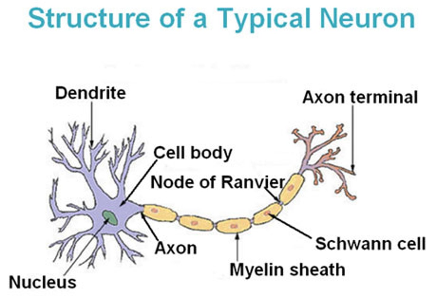 <p>unmyelinated gaps between Schwann cells</p>