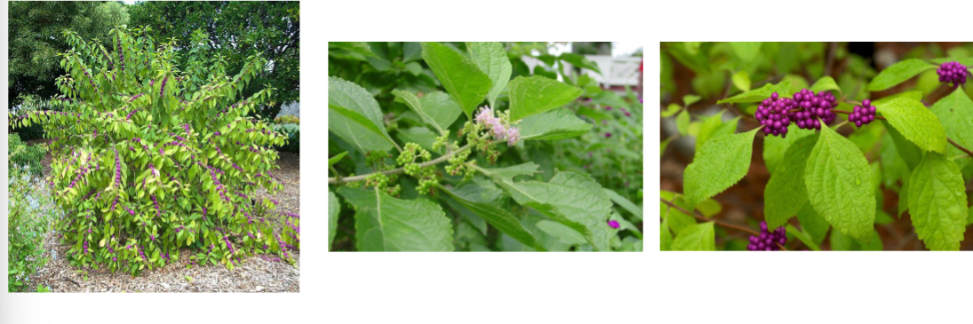 <p>american beautyberry, Lamiaceae family</p><p>fuzzy leaves</p><p>clumps of bright colored berries </p>
