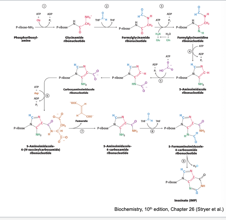 <p><strong>2 of the enzymes</strong> in the de novo purine biosynthesis pathway require <strong>10-formyl-THF</strong></p><p>glycinamide ribonucleotide → formylglycinamide ribonucleotide</p><p>3-aminoidazole-4-carboxyamide ribonucleotide → 5-formaminoimidazole-4-carboxyamide ribonucleotide</p>
