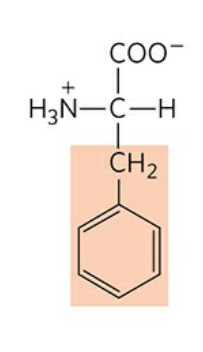 <p>Abbreviation: Phe, F</p><p>Nonpolar, aromatic</p>