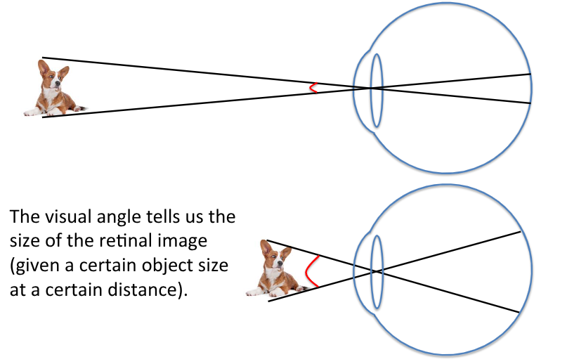 <p><span style="background-color: inherit; line-height: 20.7px; color: windowtext;"><span>The visual angle tells us the size of the retinal image (given a certain object size at a certain distance).</span></span><span style="line-height: 20.7px; color: windowtext;"><span> </span></span></p><p><span style="line-height: 20.7px; color: windowtext;"><span>larger angle = larger visual image </span></span></p>