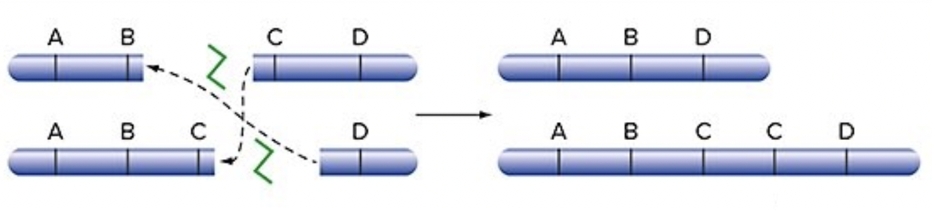 <p>both chromosomes are broken and joined together incorrectly</p><ul><li><p>results in 1 too short of a strand (deletion)</p></li><li><p>and 1 too long of a strand (duplication</p></li></ul>