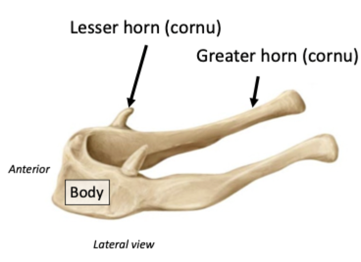 <p><strong>Hyoid Bone</strong></p><ul><li><p>﻿﻿"Floating bone" located in the neck</p></li><li><p>﻿﻿Important attachment site for the tongue and muscles involved in swallowing</p></li></ul>