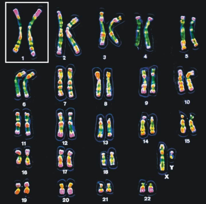 <p>A display of the chromosome pairs of a cell arranged by size and shape</p>