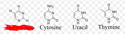 <p>Nitrogenous bases with 1 ring. This group of nitrogenous bases includes Thymine which is found in DNA, Uracil which is found in RNA and Cytosine which is found in both.</p>