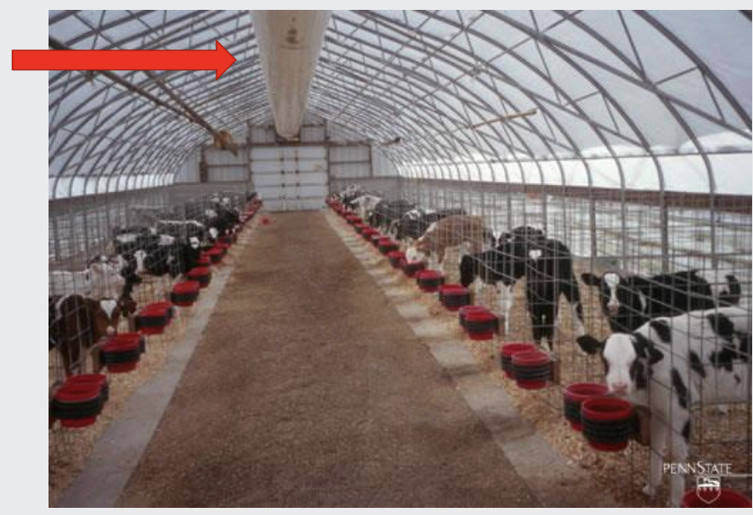 <p>poly-tunnel calf house with ventilation fans blowing air down the pipe in the centre to provide ventilation </p>
