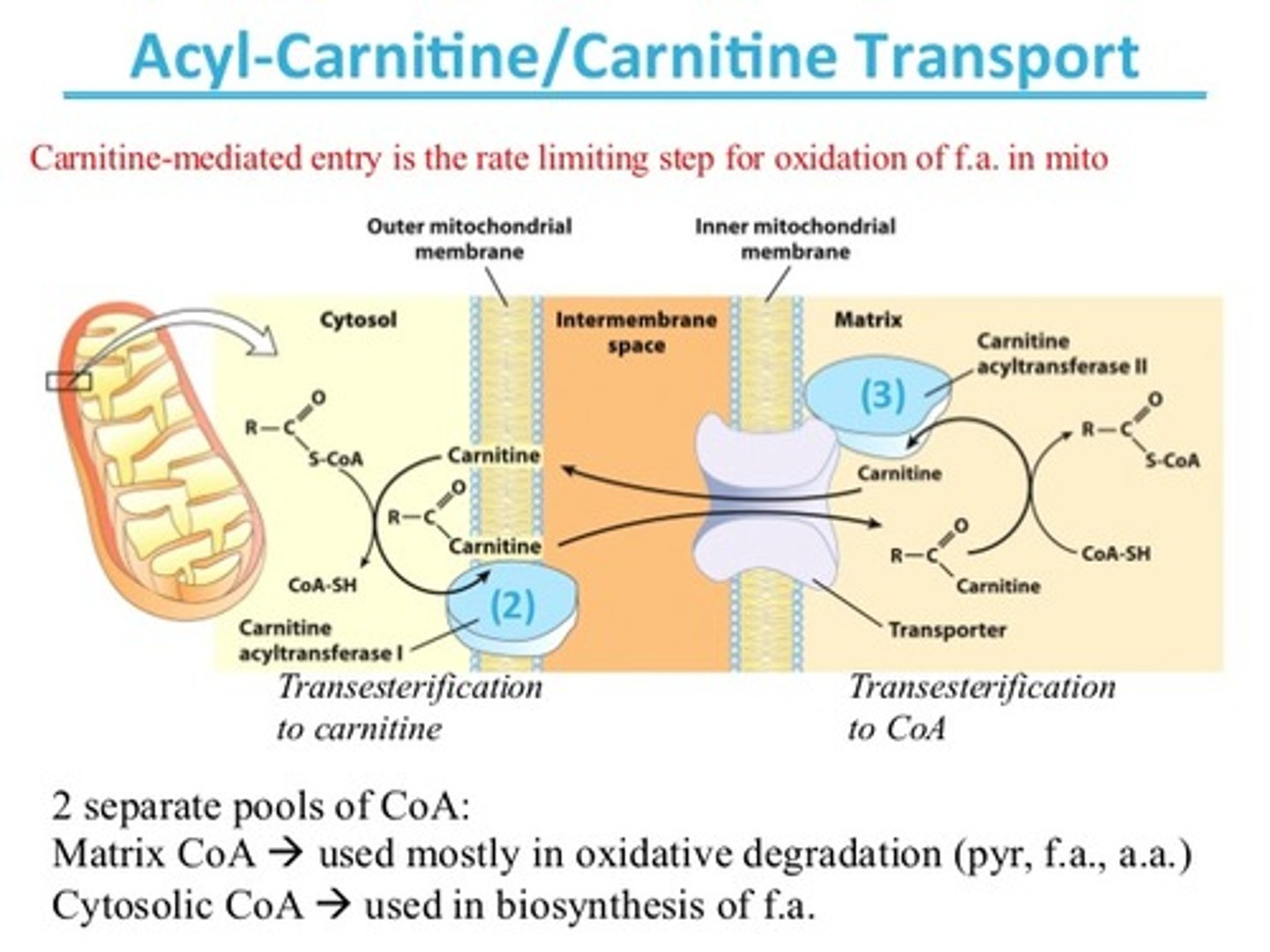 <p>(B) Carnitine Acyl Transferase I</p><p>Carnitine acyl transferase I is the enzyme that catalyzes the rate-limiting step of beta-oxidation.</p>