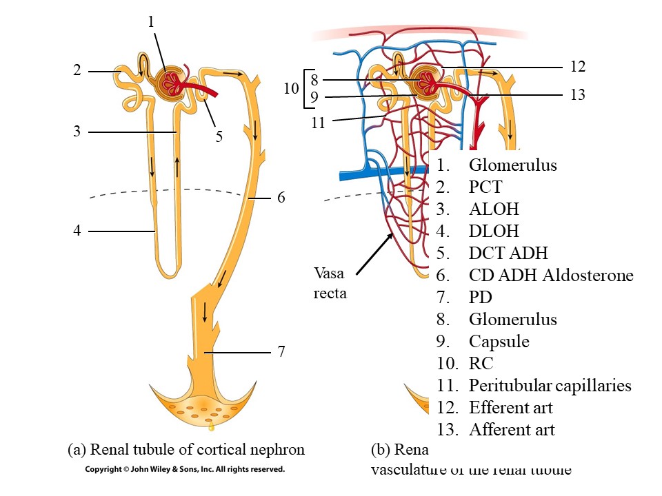 <p>Which part of the nephron only absorbs water</p>