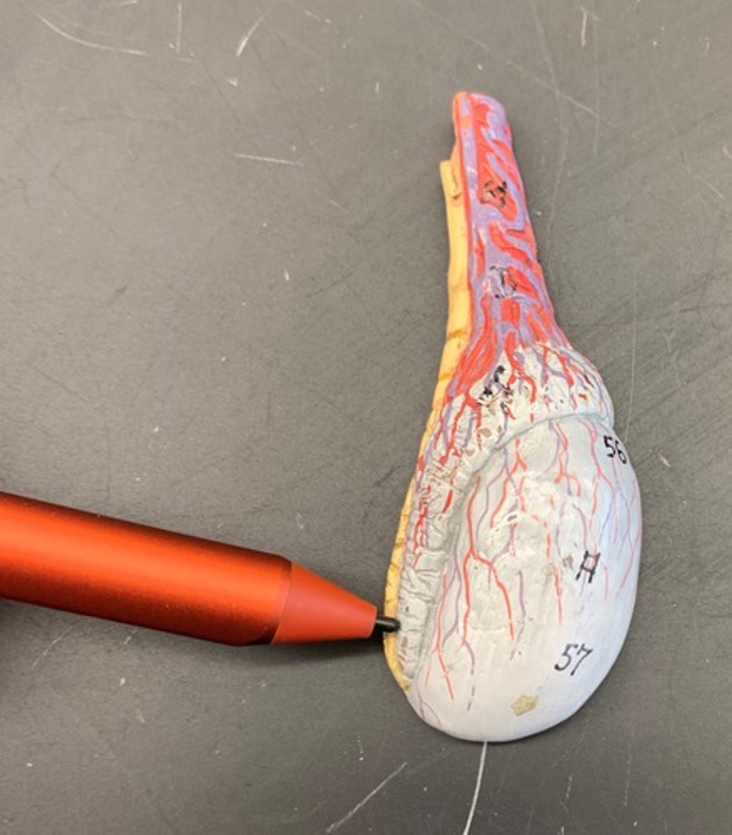 <p>tubes begin to uncoil to become a single tube called the ductus deferens</p>