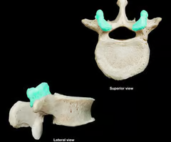 smooth, nearly flat articular surface